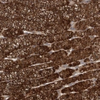 Anti-DNAJB4 Antibody