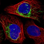 Immunofluorescent staining of human cell line U-2 OS shows localization to mitochondria.