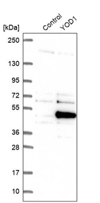 Western blot analysis in control (vector only transfected HEK293T lysate) and YOD1 over-expression lysate (Co-expressed with a C-terminal myc-DDK tag (~3.1 kDa) in mammalian HEK293T cells, LY413000).