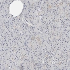 Immunohistochemical staining of human pancreas shows low expression as expected.