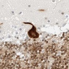 Immunohistochemical staining of human cerebellum using Anti-CCSAP antibody HPA028402.
