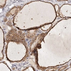 Immunohistochemical staining of human thyroid gland shows high expression.