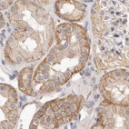Immunohistochemical staining of human kidney using Anti-ANXA9 antibody HPA028404.