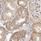Immunohistochemical staining of human kidney using Anti-ANXA9 antibody HPA028404.
