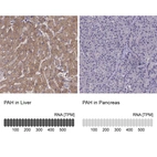 Anti-PAH Antibody