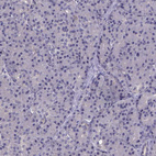 Immunohistochemical staining of human pancreas shows no positivity in exocrine glandular cells as expected.