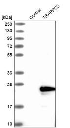 Western blot analysis in control (vector only transfected HEK293T lysate) and TRAPPC3 over-expression lysate (Co-expressed with a C-terminal myc-DDK tag (~3.1 kDa) in mammalian HEK293T cells, LY415301).