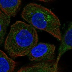 Immunofluorescent staining of human cell line A-431 shows localization to cytosol & the Golgi apparatus.