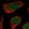Anti-ABL1 Antibody
