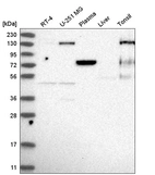 Anti-EPB41 Antibody
