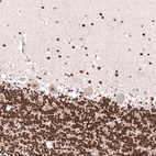 Immunohistochemical staining of human cerebellum shows moderate to strong nuclear positivity in granular and molecular layers as well as Purkinje cells.