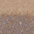 Immunohistochemical staining of human cerebellum shows weak to moderate cytoplasmic positivity in Purkinje cells and cells in granular layer.