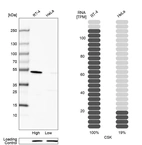 Western blot analysis in human cell line RT-4 and human cell line HeLa.