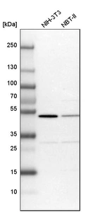 Western blot analysis in mouse cell line NIH-3T3 and rat cell line NBT-II.