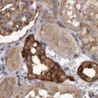 Immunohistochemical staining of human kidney using Anti-TPD52 antibody HPA028427.