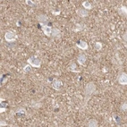 Immunohistochemical staining of human cerebral cortex using Anti-TPD52 antibody HPA028427.