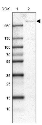 Lane 1: Marker [kDa] 250, 130, 100, 70, 55, 35, 25, 15, 10_br/_Lane 2: Human cell line HEL
