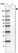 Anti-USP24 Antibody
