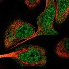 Immunofluorescent staining of human cell line U-2 OS shows localization to nucleoplasm & cytosol.