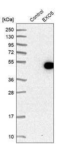 Anti-EXO5 Antibody