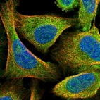 Immunofluorescent staining of human cell line U-2 OS shows localization to cytosol.