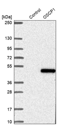 Western blot analysis in control (vector only transfected HEK293T lysate) and OSCP1 over-expression lysate (Co-expressed with a C-terminal myc-DDK tag (~3.1 kDa) in mammalian HEK293T cells, LY408064).