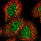 Immunofluorescent staining of human cell line A-431 shows localization to nucleoplasm & the Golgi apparatus.