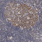 Immunohistochemical staining of human lymph node shows strong nuclear positivity in germinal center cells.
