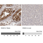 Anti-ENAH Antibody