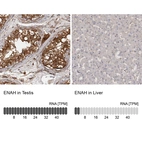Anti-ENAH Antibody