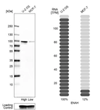 Western blot analysis in human cell lines U2OS and MCF-7 using Anti-ENAH antibody. Corresponding ENAH RNA-seq data are presented for the same cell lines. Loading control: Anti-GAPDH.