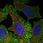 Immunofluorescent staining of human cell line U-2 OS shows localization to plasma membrane, cytosol & focal adhesion sites.
