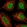 Anti-ZNF326 Antibody