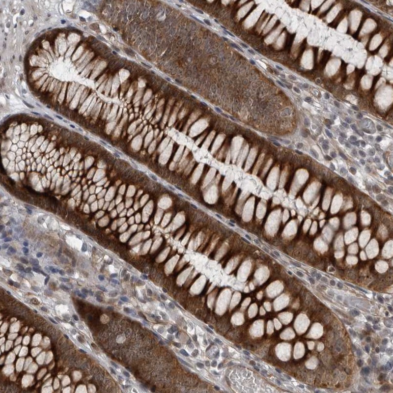 Anti-FAM102B Antibody