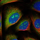 Immunofluorescent staining of human cell line U-2 OS shows localization to nucleoli & cytosol.
