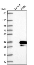 Western blot analysis in control (vector only transfected HEK293T lysate) and RSG1 over-expression lysate (Co-expressed with a C-terminal myc-DDK tag (~3.1 kDa) in mammalian HEK293T cells, LY410666).