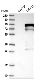Western blot analysis in control (vector only transfected HEK293T lysate) and CRTC2 over-expression lysate (Co-expressed with a C-terminal myc-DDK tag (~3.1 kDa) in mammalian HEK293T cells, LY403625).