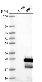 Western blot analysis in control (vector only transfected HEK293T lysate) and EDN2 over-expression lysate (Co-expressed with a C-terminal myc-DDK tag (~3.1 kDa) in mammalian HEK293T cells, LY419628).