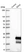 Anti-EDN2 Antibody