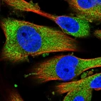 Immunofluorescent staining of human cell line U-251 MG shows localization to cytosol.
