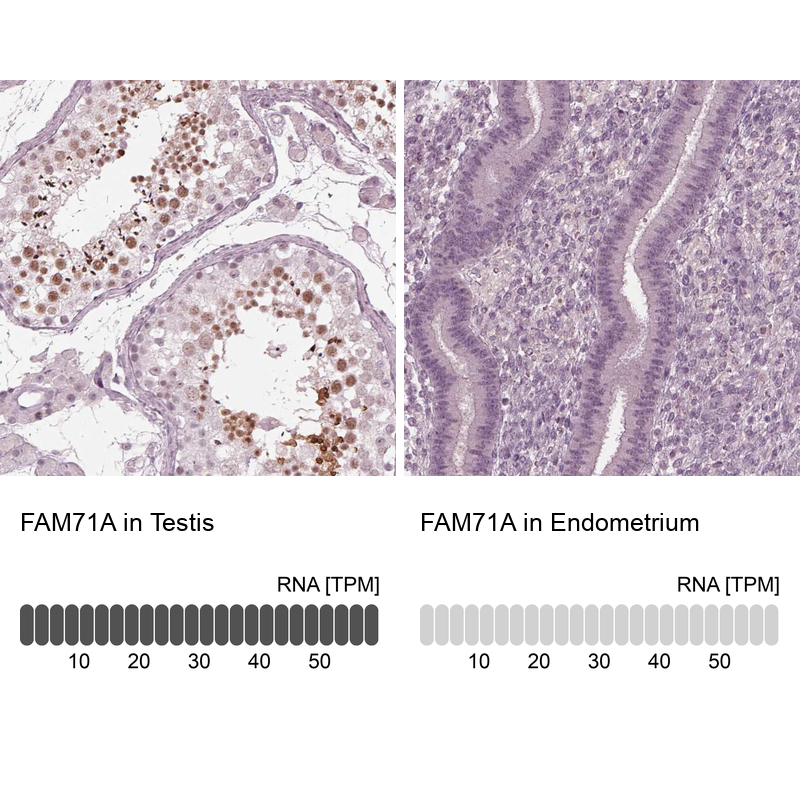 Anti-FAM71A Antibody