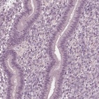 Immunohistochemical staining of human endometrium shows low expression as expected.