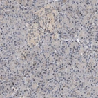 Immunohistochemical staining of human pancreas shows low positivity in exocrine and endocrine glandular cells.