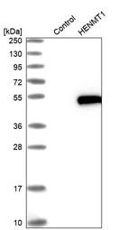 Western blot analysis in control (vector only transfected HEK293T lysate) and HENMT1 over-expression lysate (Co-expressed with a C-terminal myc-DDK tag (~3.1 kDa) in mammalian HEK293T cells, LY408292).