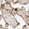 Anti-CRTC2 Antibody