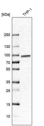 Western blot analysis in human cell line THP-1.