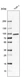 Anti-CRTC2 Antibody