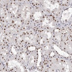 Anti-ZNF326 Antibody
