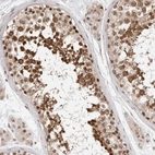 Anti-SDE2 Antibody