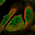 Immunofluorescent staining of human cell line U-2 OS shows localization to nuclear speckles, plasma membrane & cytosol.